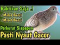 Perkutut Lokal Gacor Suara Besar 100% JITU untuk pancingan burung kutut lokal Bangkok biar gacor