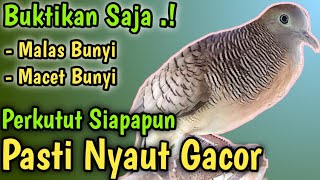 Perkutut Lokal Gacor Suara Besar 100% JITU untuk pancingan burung kutut lokal Bangkok biar gacor