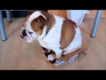 Bulldog has a box