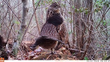 Ruffed grouse drumming