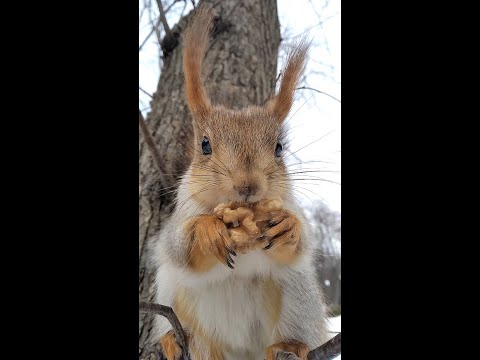 Видео: 