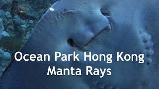Ocean Park Hong Kong Grand Aquarium Manta Rays
