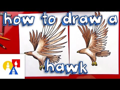 How To Draw A Realistic Hawk