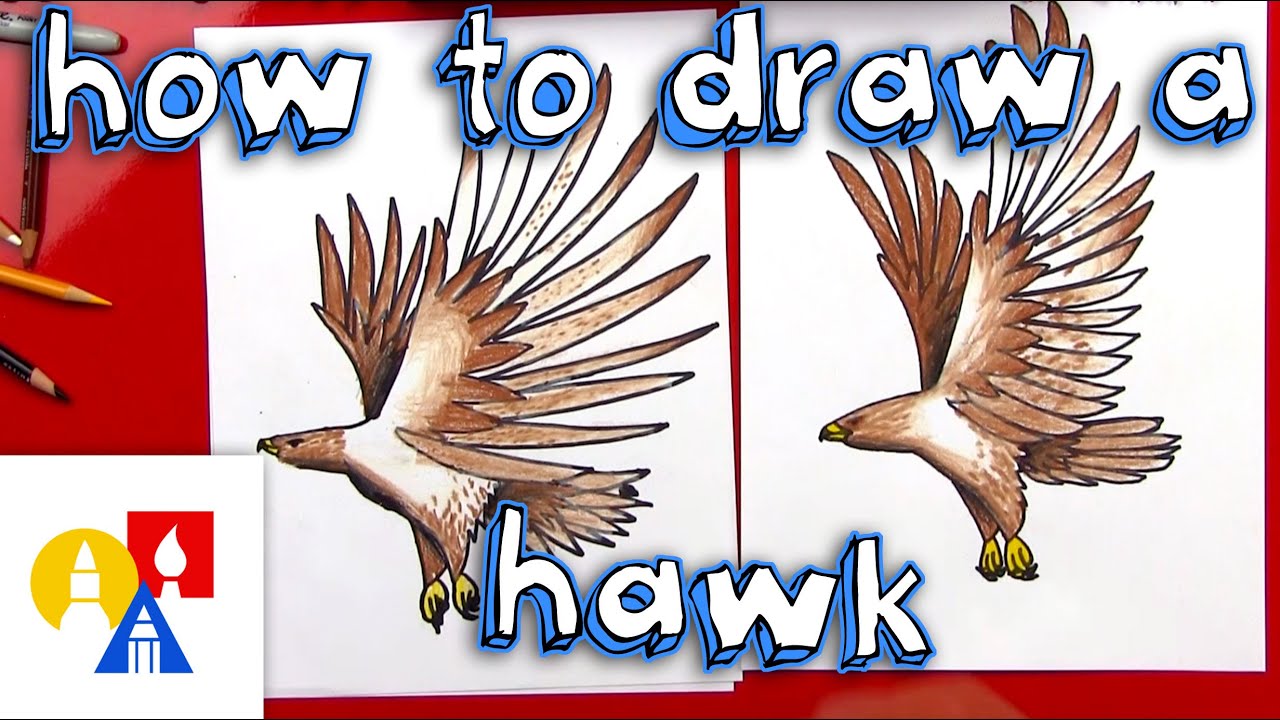 How To Draw A Realistic Hawk - YouTube