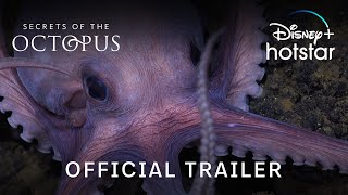Secrets of The Octopus | Official Trailer | Disney+ Hotstar Indonesia
