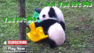 Panda Babies Dealing With A Car Accident | Ipanda