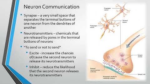 Module 2 - Neurons Recording
