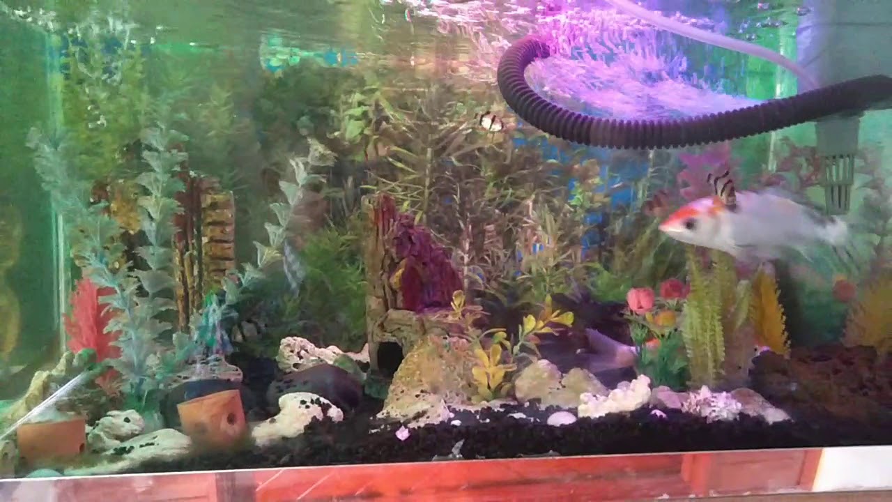  Aquarium  ikan  hias koi  YouTube