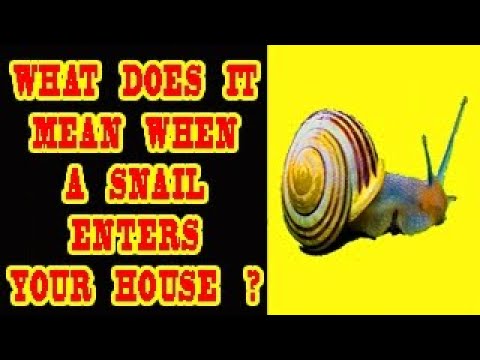 Wideo: Co oznacza snailery?