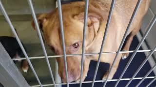 acs A379585