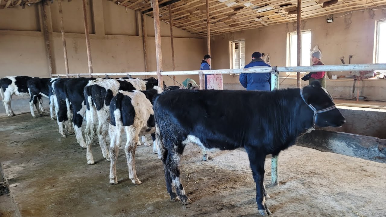 SOYDIL UKAMIZNG FERMASIGA ZOTLI MOLARIMIZ KELDI ILXOM UZ