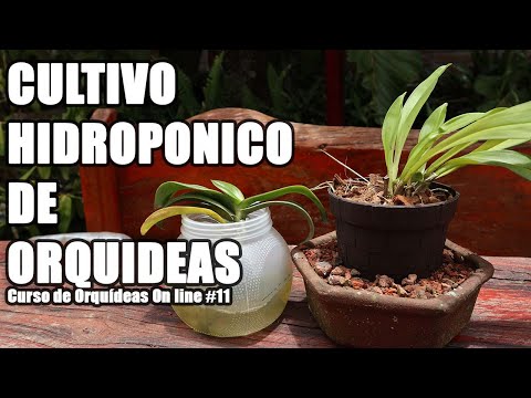 Video: Cultivo hidropónico de orquídeas: cómo cultivar orquídeas en el agua