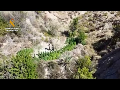 Desmantelan una plantación a campo abierto con 270 plantas de marihuana en Abanilla