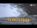 【映照人生】 野生動物不宜當寵物養 20240519