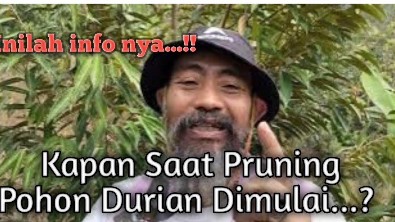 KAPAN WAKTU PRUNING POHON DURIAN...? #durian