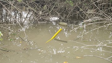 Câu Cá Rô Đồng , Cái Thế Bụi Chà Này Mà Câu Rô Đồng Là Hết Nước Chấm