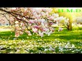 محمود أنور أموت عليك 