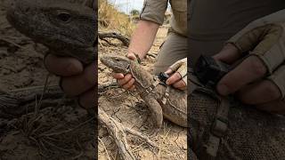 Monitor Lizard POV 😳 Inside a Living Burrow | Real Underground World #shorts
