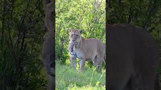 A new cub for the Marsh Pride of Lions, Masai Mara, Kenya