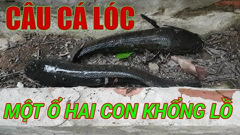 Câu cá lóc bằng vịt . Với những pha giật cá hấp dẫn đến mê người