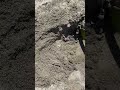 Untitled video