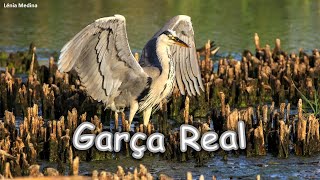 Garça-real (Ardea cinerea) - Algarve - Portugal