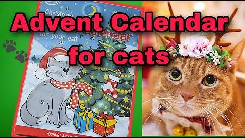 Advent calendar for cats ( part 1)