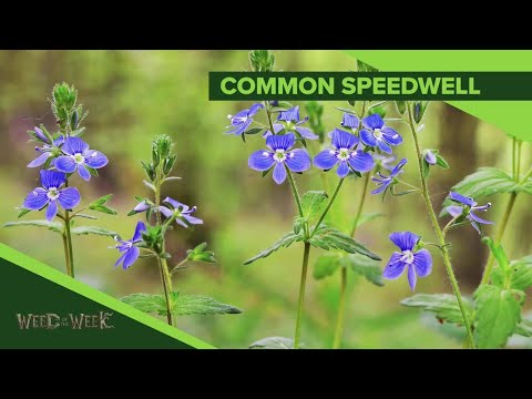 تصویری: Speedwell Weeds - کنترل سرعت علف های هرز در چمن ها و باغ ها