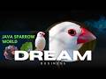 Java Seeds Mix, Fawn Sparrow Breeding tips , Java Sparrow , Java Finch , White Java , Silver Java