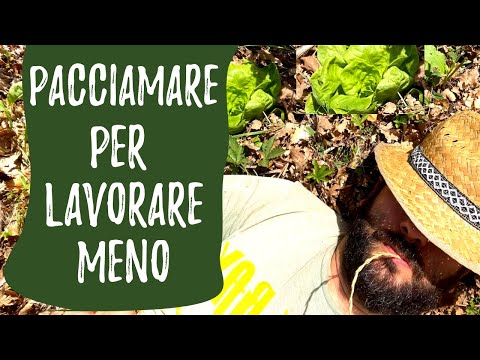 Video: Pacciame e funghi - Scopri i tipi di funghi nel pacciame