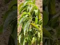 PEATS AND DISEASES MANAGEMENT(WARUZIKO AVOKA NAZO ZITERWA UMUTI WICA UDUKOKO N'UBURWAYI) #farming