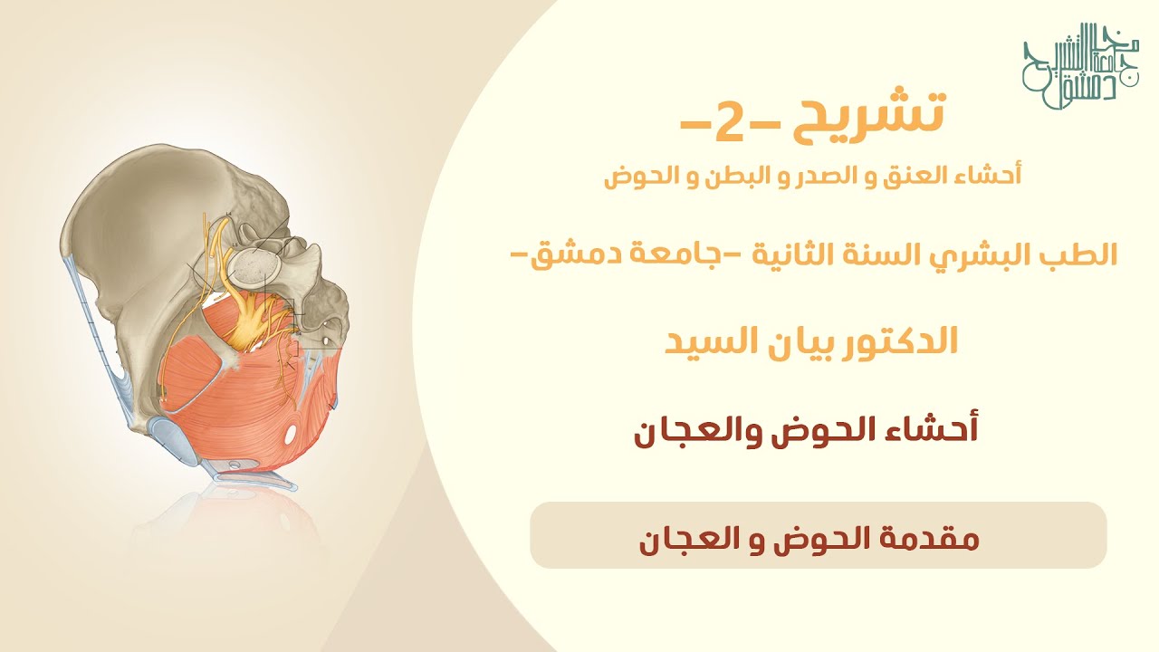 تشريح 2 | مقدمة الحوض والعجان | د. بيان السيد