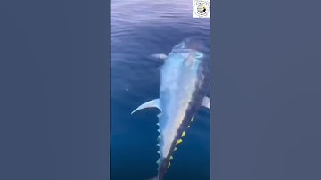Suyu hareket ettirmeden avlanan dev orkinos avı #balıkavı #fishing #fishingvideo #shorts #balık