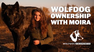 MEET MOIRA AND HER TWO WOLFDOGS || Wolfdog Awareness