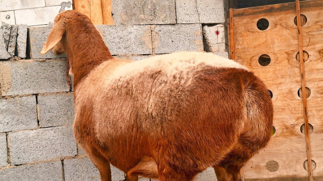 Arashan bogozlaridan keldi shoshilamiz 