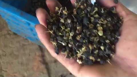 GroTech Black Medlar Color Sorter Machine-Color Sorting Video