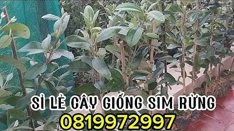 Sỉ lẻ cây sim rừng giống đang trổ nụ/bông vụ 2025 cao 50-70cm /0819972997