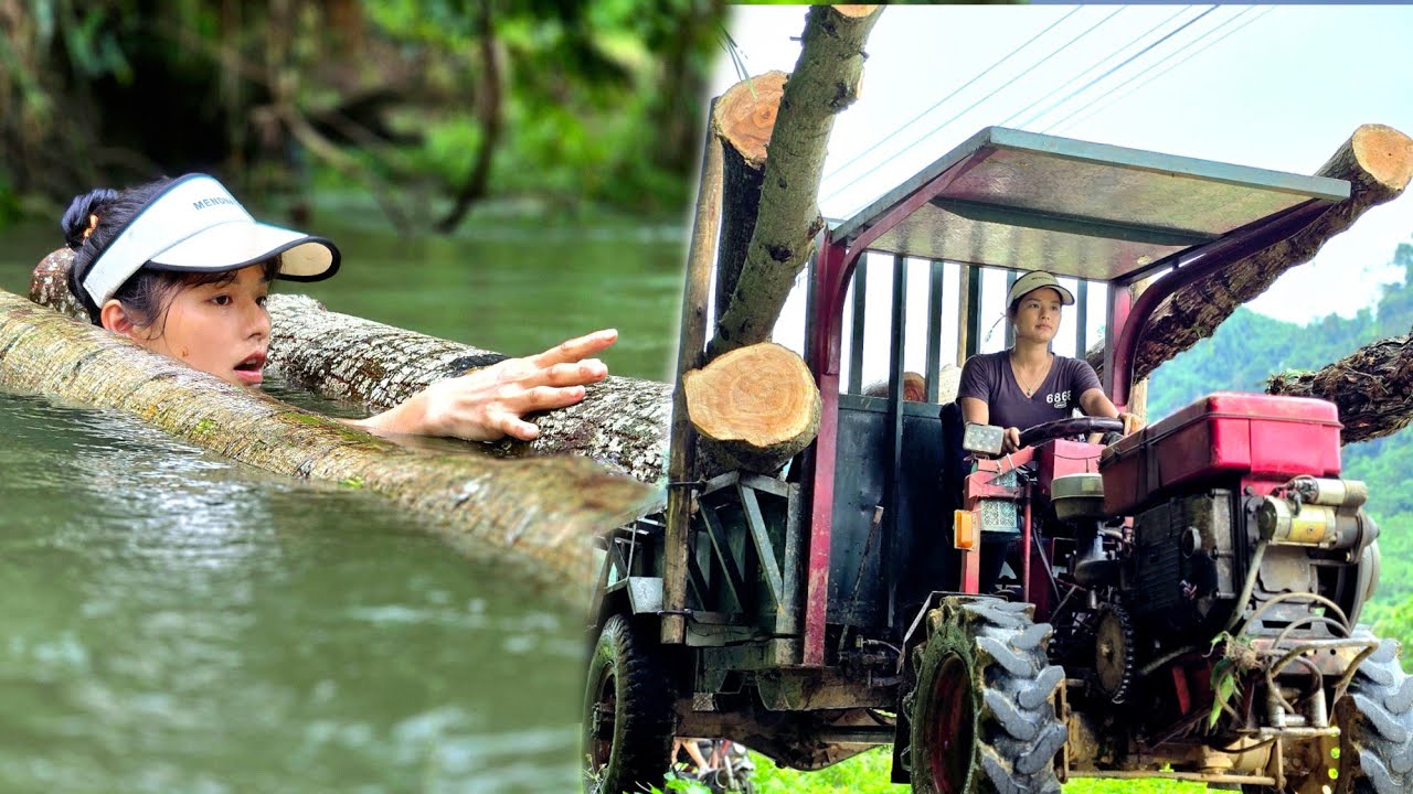 Agricultural vehicles to transport xoan wood,girl almost drowned transporting wood across the stream