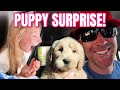 PUPPY SURPRISE! BRINGING HOME OUR NEW PUPPY  | MEET THE MILLERS FAMILY VLOGS