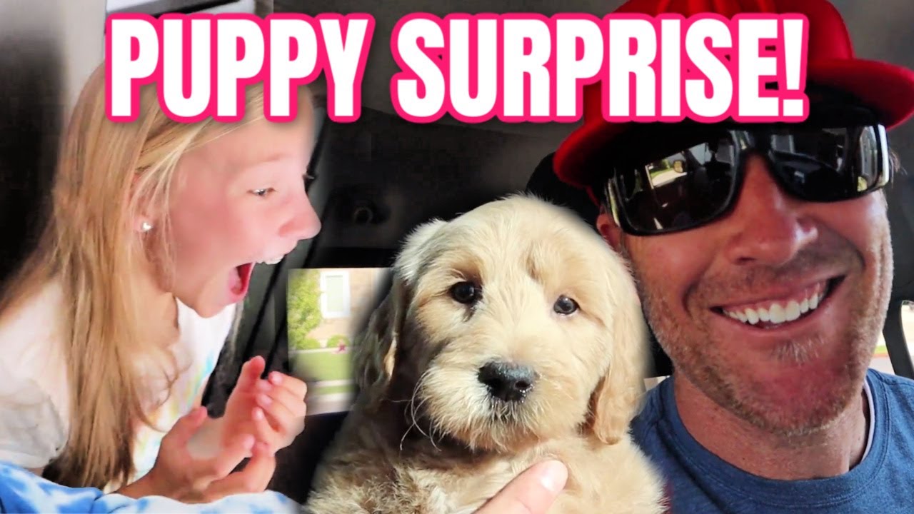 that youtube family new dog