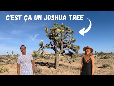 Vidéo: Parc national de Joshua Tree : le guide complet