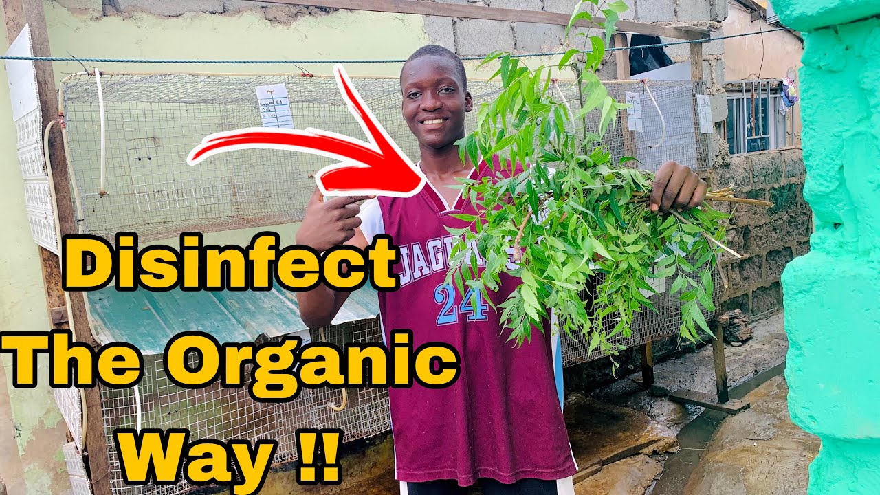 I Tried Using Neem Leaf 🌿 Disinfectant On My Farm