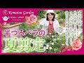 【バラの剪定】半つるバラの夏剪定
