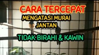 The Fastest Way to Overcome Male Murai Who Are Not in Heat and Not Mating