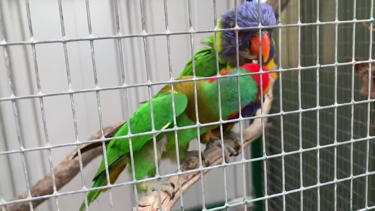 Little lorikeet and rainbow lorikeet 