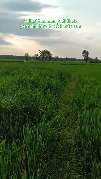 due to rice plants never being cared for after planting #rice #youngfarmers #Indonesianfarmers #g...