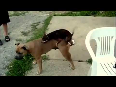 dog mating