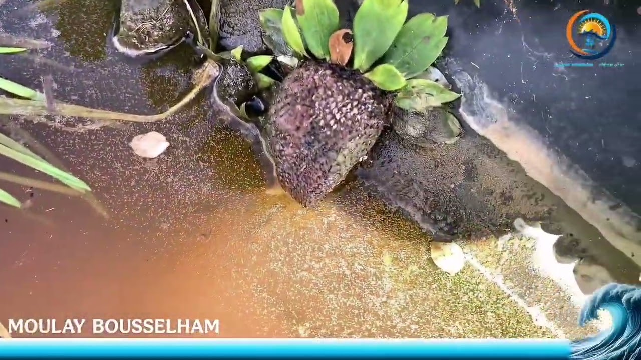 بزاف تع ناس تشتكي على الفيضنات