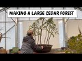 Making a Large Cedar Forest