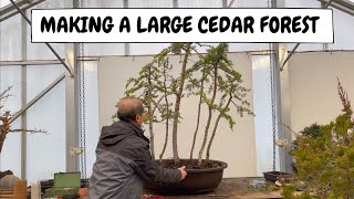 Making a Large Cedar Forest